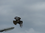 FZ020309 Buzzard (Buteo buteo) flying from lamppost.jpg